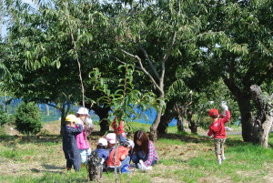 くり・かき (28)